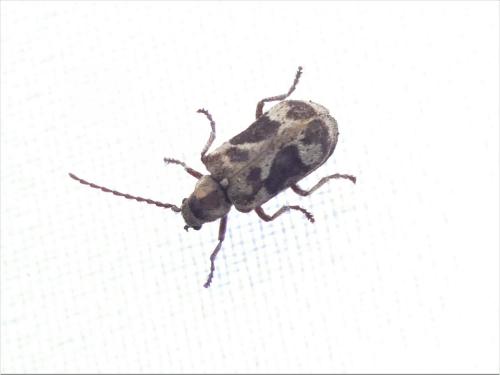 Réf. 283 085 : Ptinomorphus imperialis